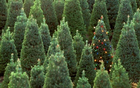 Christmas trees, lights HD wallpaper