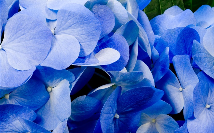 Close-up of blue hydrangea Wallpapers Pictures Photos Images