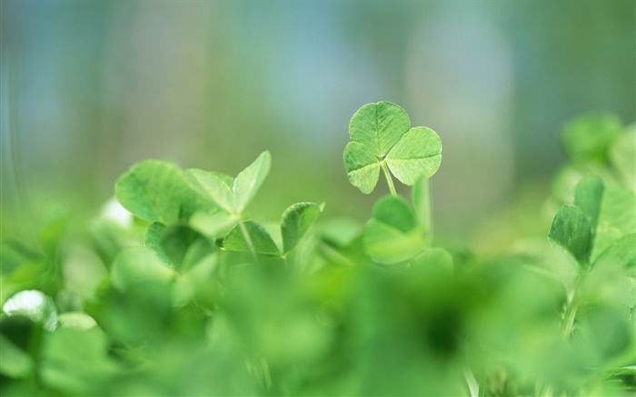 Closeup green shamrock Wallpapers Pictures Photos Images