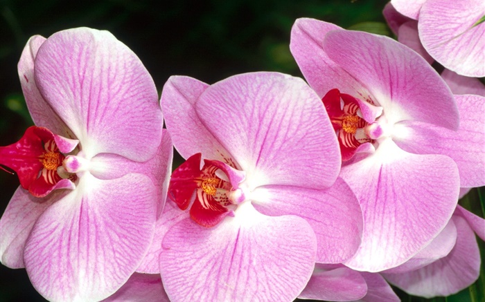 Closeup of butterfly orchids, pink petals Wallpapers Pictures Photos Images