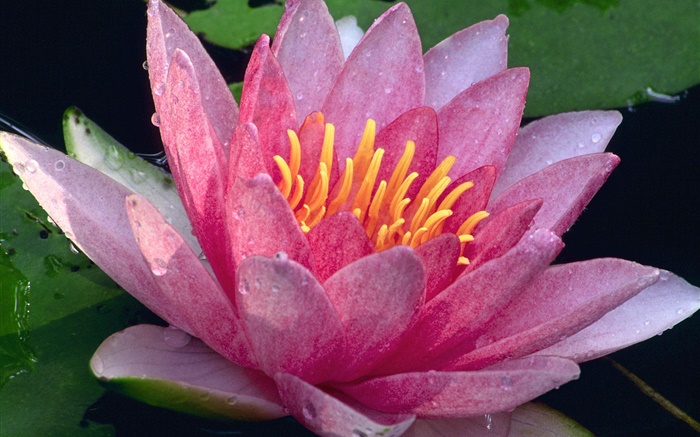 Closeup of lotus, pink petals, water drops, after rain Wallpapers Pictures Photos Images