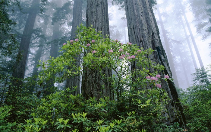 Coast Redwood, rhododendron, Redwood National Park, California, USA Wallpapers Pictures Photos Images