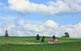 Countryside, fields, summer, Hokkaido, Japan HD wallpaper