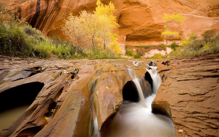 Coyote Gulch, cottonwoods, trees, creek, autumn, Utah, United States Wallpapers Pictures Photos Images