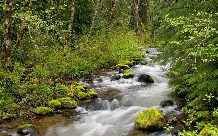 Creek in the forest Wallpapers Pictures Photos Images