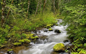 Creek in the forest HD wallpaper