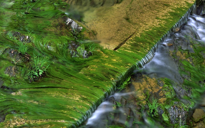 Creek, moss, water Wallpapers Pictures Photos Images