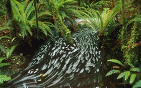 Creek, stream, leaves, bush HD wallpaper