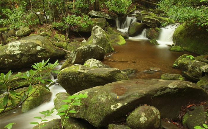 Creek, summer, Great Smoky Mountains National Park, Tennessee, USA Wallpapers Pictures Photos Images
