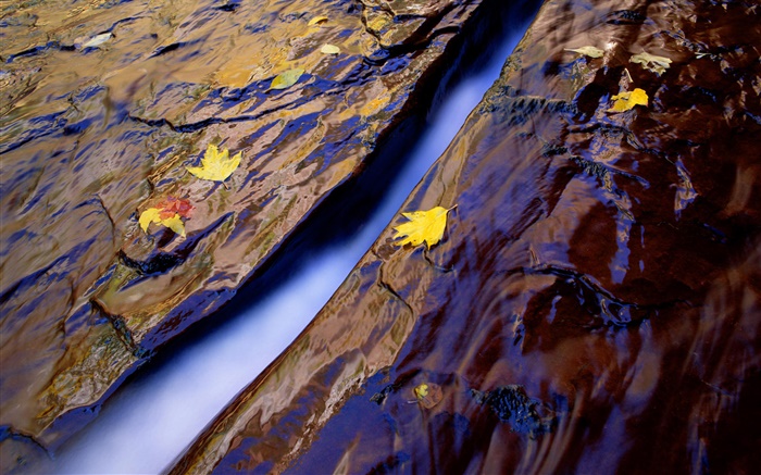 Creek, water, rocks, yellow leaves Wallpapers Pictures Photos Images