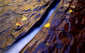 Creek, water, rocks, yellow leaves HD wallpaper