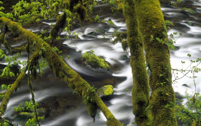 Creek, water, tree, green moss Wallpapers Pictures Photos Images