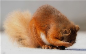 Cute animals, squirrel, paws HD wallpaper