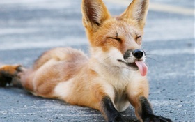 Cute fox, closed eyes, tongue, paws HD wallpaper