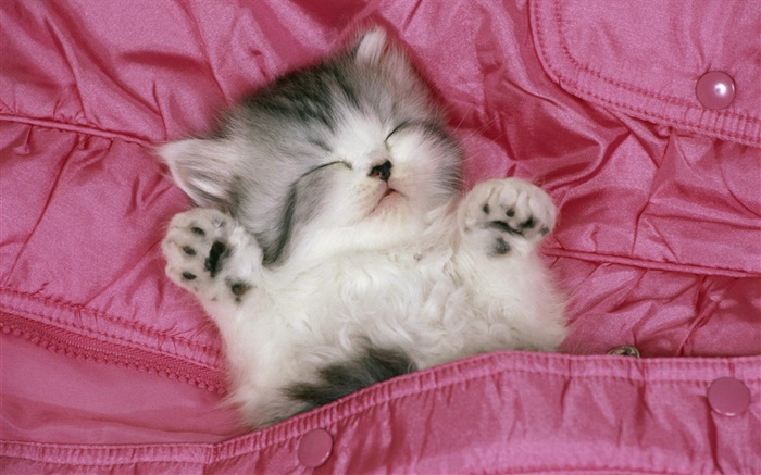 Cute kitten sleep in bed Wallpapers Pictures Photos Images
