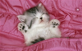 Cute kitten sleep in bed