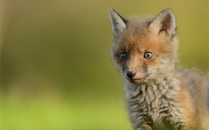 Cute little fox, bokeh Wallpapers Pictures Photos Images