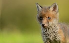 Cute little fox, bokeh HD wallpaper