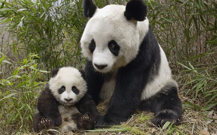 Cute panda, mother and cub Wallpapers Pictures Photos Images