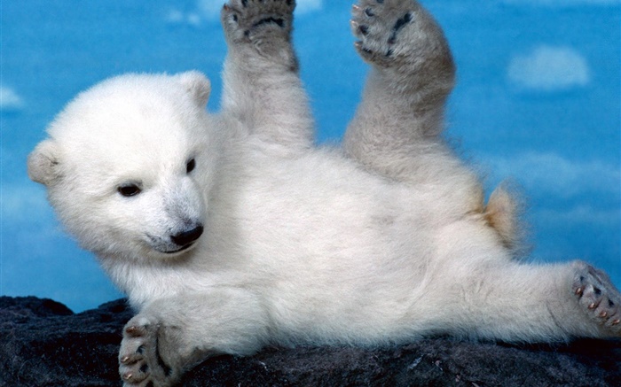 Cute white polar bear cub Wallpapers Pictures Photos Images