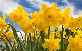 Daffodils, yellow petals, blue sky and white clouds HD wallpaper