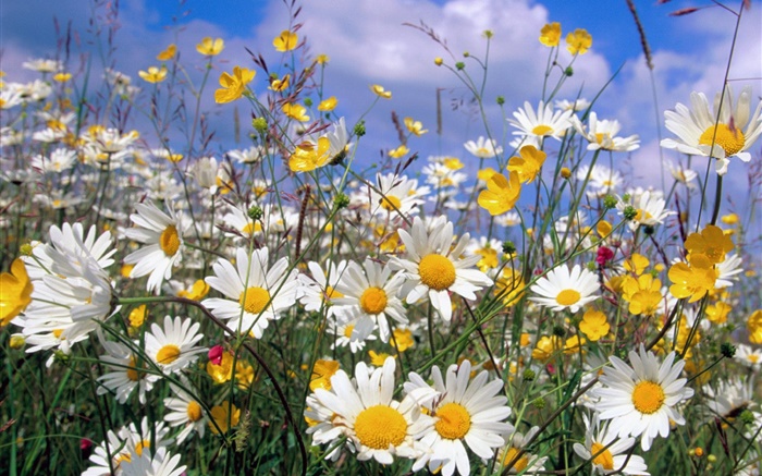 Daisy flowers, white petals, blue sky Wallpapers Pictures Photos Images