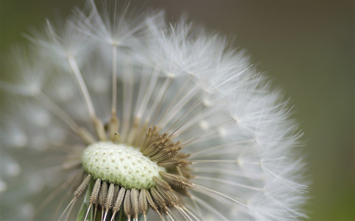 Dandelion close-up photography Wallpapers Pictures Photos Images