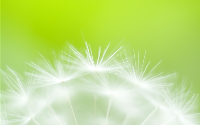 Dandelion flowers close-up, green background Wallpapers Pictures Photos Images