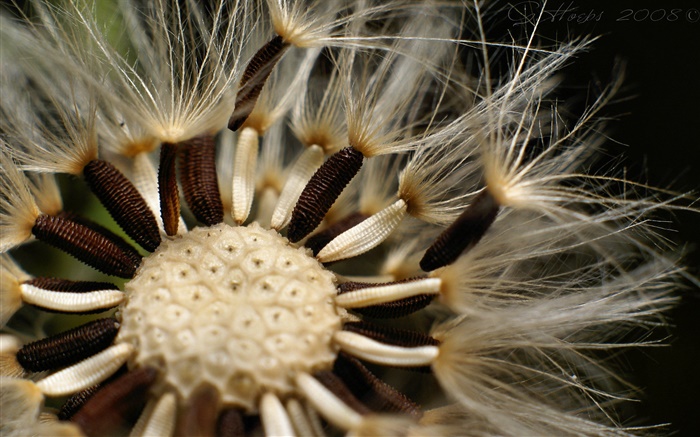 Dandelion flowers tentacles close-up Wallpapers Pictures Photos Images