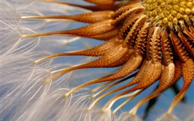 Dandelion tentacles Closeup