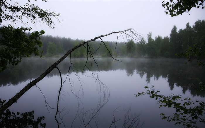 Dawn, pond, forest, trees, fog Wallpapers Pictures Photos Images