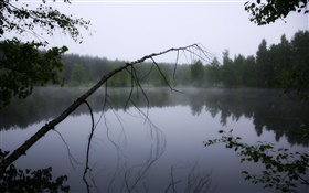 Dawn, pond, forest, trees, fog