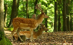 Deer, horns, forest, trees HD wallpaper