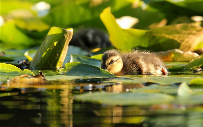 Duckling in water, leaves Wallpapers Pictures Photos Images