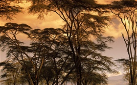 Dusk scenery, trees HD wallpaper