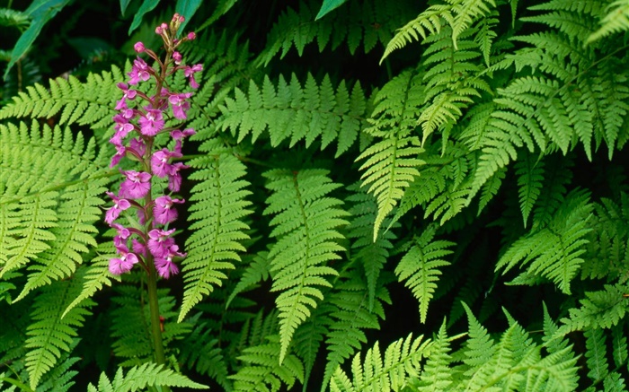 Ferns and Flowers Wallpapers Pictures Photos Images