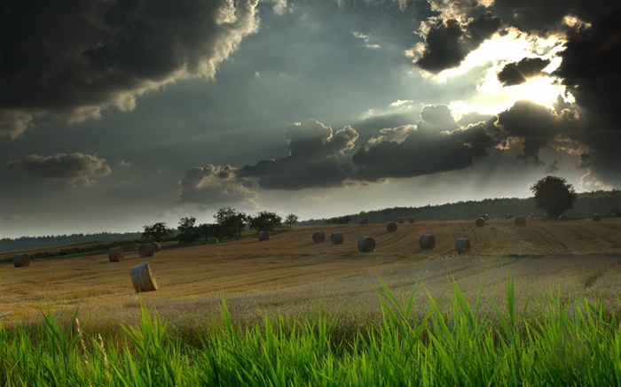 Field, hay, grass, cloudy sky, sun rays Wallpapers Pictures Photos Images