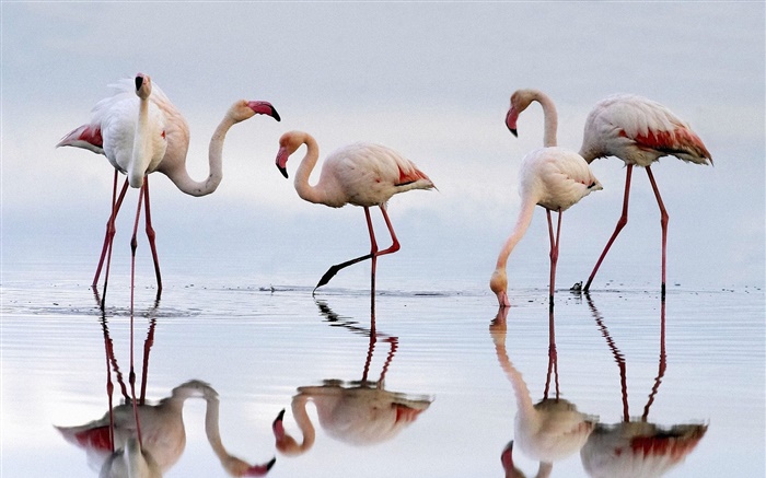 Five flamingos, lake, reflection Wallpapers Pictures Photos Images