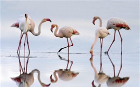 Five flamingos, lake, reflection