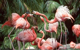 Flamingo close-up, birds HD wallpaper