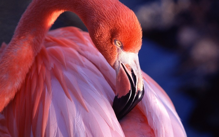 Flamingo head and feathers close-up Wallpapers Pictures Photos Images