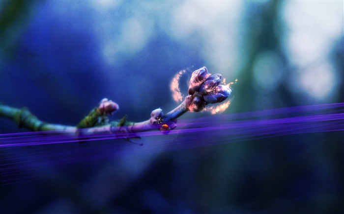 Flower buds, ladybug, magic, creative pictures Wallpapers Pictures Photos Images