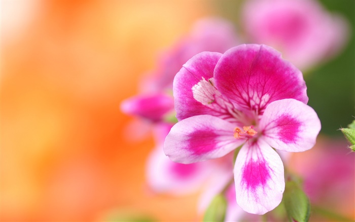 Flower macro photography, pink white petals, bokeh Wallpapers Pictures Photos Images