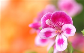 Flower macro photography, pink white petals, bokeh