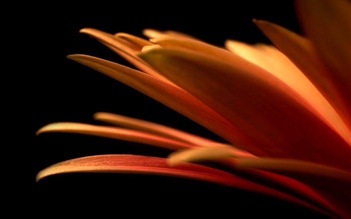 Flower petals close-up, black background Wallpapers Pictures Photos Images