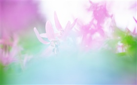 Flowers blur photography HD wallpaper