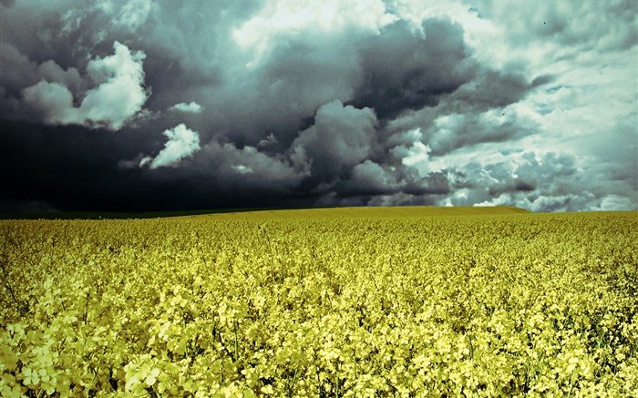 Flowers field, dusk, clouds Wallpapers Pictures Photos Images