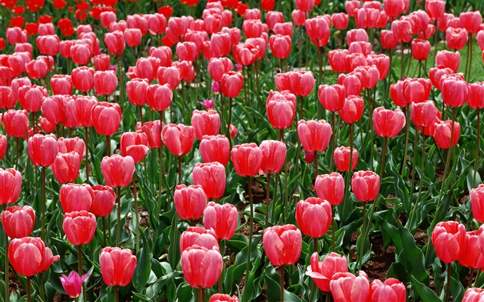 Flowers field, red tulips Wallpapers Pictures Photos Images