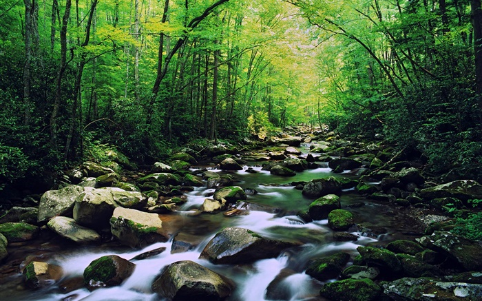 Forest, creek, stones, trees Wallpapers Pictures Photos Images