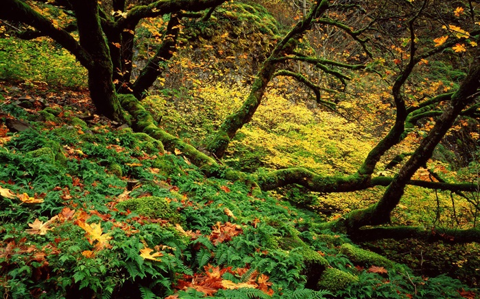 Forest, grass, trees, moss Wallpapers Pictures Photos Images